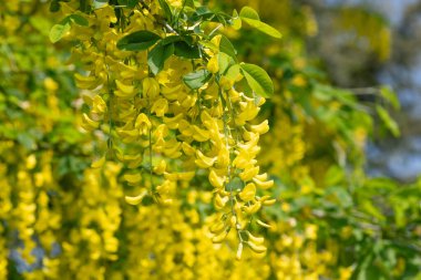 Çiçek açan laburum (laburnum anagyroides) çiçeklerini kapat