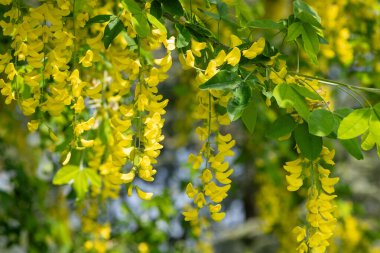 Çiçek açan laburum (laburnum anagyroides) çiçeklerini kapat