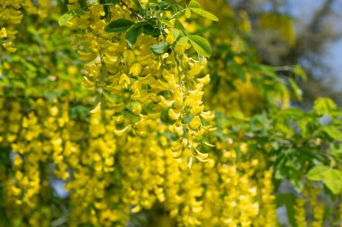 Çiçek açan laburum (laburnum anagyroides) çiçeklerini kapat