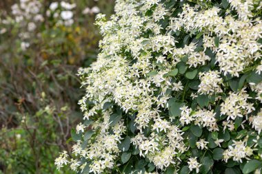 Tatlı sonbahar klematisine (klematis terniflora) yakın çiçek