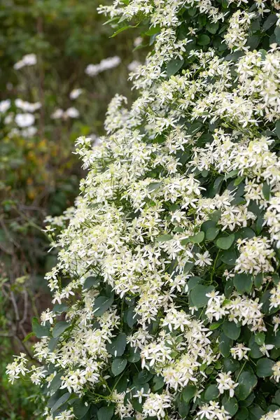 Tatlı sonbahar klematisine (klematis terniflora) yakın çiçek