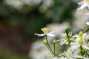 Tatlı sonbahar klematisine (klematis terniflora) yakın çiçek