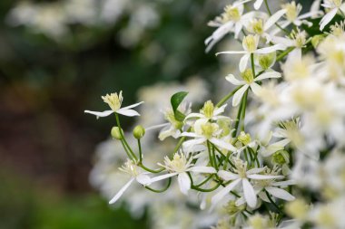 Tatlı sonbahar klematisine (klematis terniflora) yakın çiçek