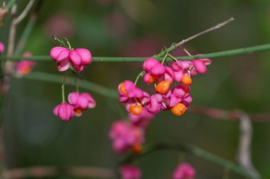 Avrupa Milli (euonymus europaeus) meyvelerini kapat
