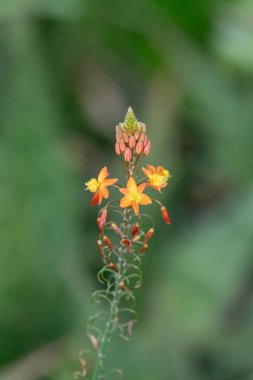 Çiçekler çiçek açarken takip edilen ampullerin (ampullerin) kapatılması