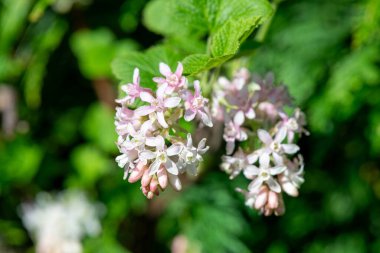 Kırmızı çiçekli bir frenk üzümünün çiçeğini kapat (ribes sanguineum)