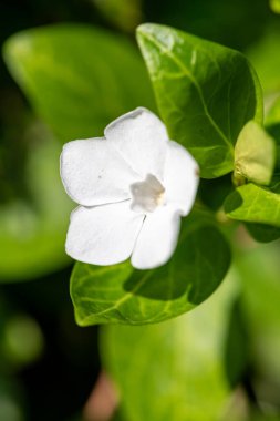 Çiçek açmış beyaz bir menekşe (vinca minor) çiçeğine yaklaş