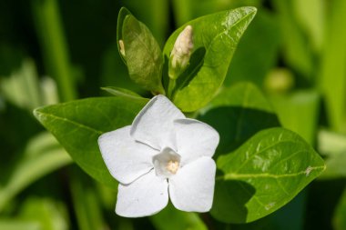 Çiçek açmış beyaz bir menekşe (vinca minor) çiçeğine yaklaş