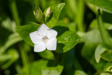 Çiçek açmış beyaz bir menekşe (vinca minor) çiçeğine yaklaş
