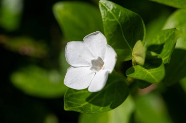Çiçek açmış beyaz bir menekşe (vinca minor) çiçeğine yaklaş