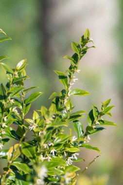 Tatlı bir kutunun üzerindeki çiçekleri kapat (sarcococca conusa)