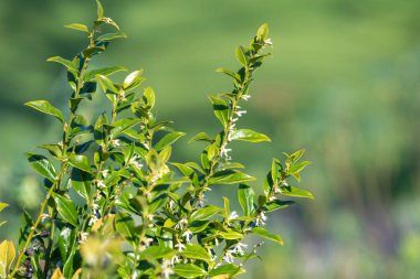 Tatlı bir kutunun üzerindeki çiçekleri kapat (sarcococca conusa)