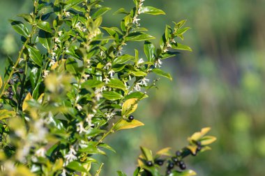 Tatlı bir kutunun üzerindeki çiçekleri kapat (sarcococca conusa)