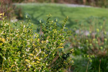 Tatlı bir kutunun üzerindeki çiçekleri kapat (sarcococca conusa)