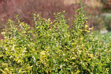 Tatlı bir kutunun üzerindeki çiçekleri kapat (sarcococca conusa)