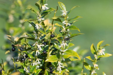 Tatlı bir kutunun üzerindeki çiçekleri kapat (sarcococca conusa)