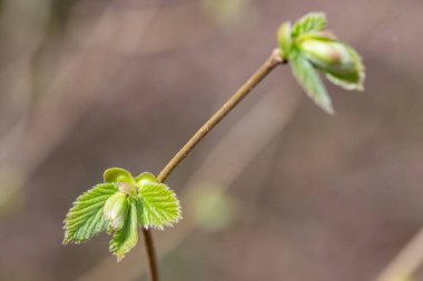 Yaygın Hazel (Corylus avellana) yapraklarının makro çekimi