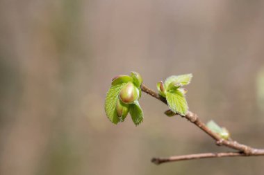 Yaygın Hazel (Corylus avellana) yapraklarının makro çekimi