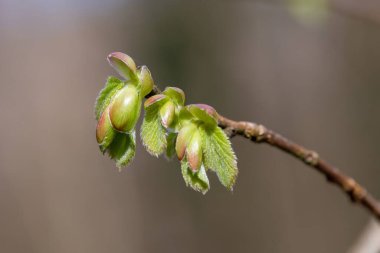 Yaygın Hazel (Corylus avellana) yapraklarının makro çekimi