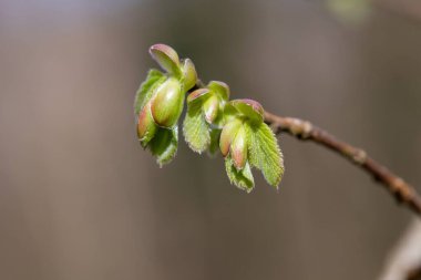 Yaygın Hazel (Corylus avellana) yapraklarının makro çekimi