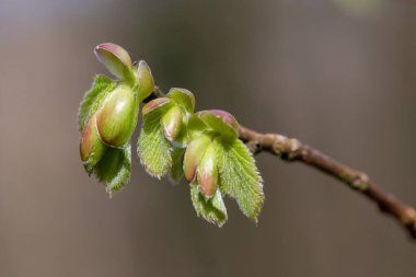 Yaygın Hazel (Corylus avellana) yapraklarının makro çekimi