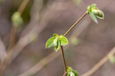Yaygın Hazel (Corylus avellana) yapraklarının makro çekimi