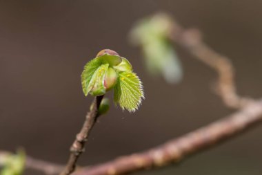Yaygın Hazel (Corylus avellana) yapraklarının makro çekimi