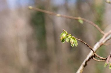 Yaygın Hazel (Corylus avellana) yapraklarının makro çekimi