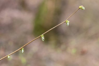 Yaygın Hazel (Corylus avellana) yapraklarının makro çekimi