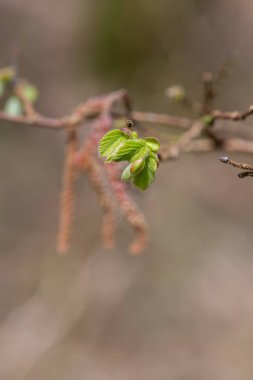 Yaygın Hazel (Corylus avellana) yapraklarının makro çekimi