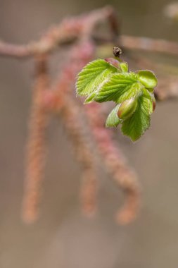 Yaygın Hazel (Corylus avellana) yapraklarının makro çekimi