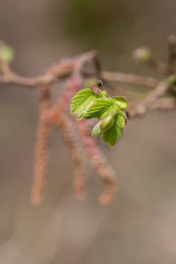Yaygın Hazel (Corylus avellana) yapraklarının makro çekimi