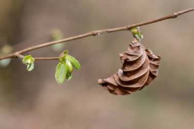 Yaygın Hazel (Corylus avellana) yapraklarının makro çekimi