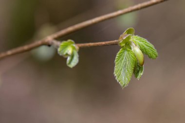 Yaygın Hazel (Corylus avellana) yapraklarının makro çekimi