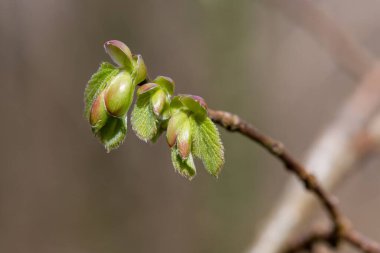 Yaygın Hazel (Corylus avellana) yapraklarının makro çekimi