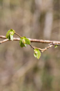 Yaygın Hazel (Corylus avellana) yapraklarının makro çekimi