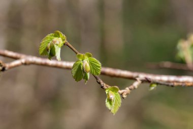 Yaygın Hazel (Corylus avellana) yapraklarının makro çekimi