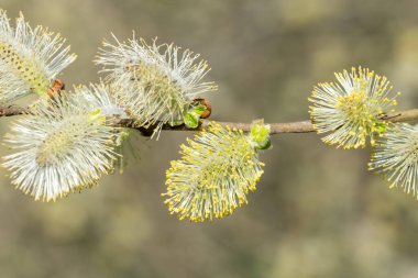 Close up of male pussy willow (salix caprea) catkins