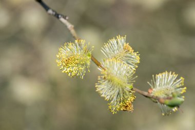 Close up of male pussy willow (salix caprea) catkins