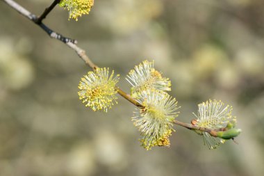 Close up of male pussy willow (salix caprea) catkins