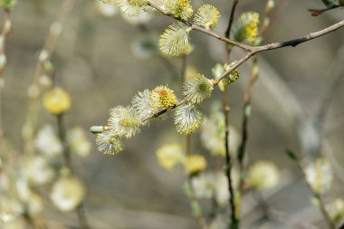 Close up of male pussy willow (salix caprea) catkins