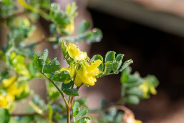 Çiçekler açan tatlı süpürge (genista stenopetala) çiçeklerini kapat