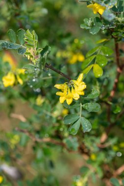 Çiçekler açan tatlı süpürge (genista stenopetala) çiçeklerini kapat