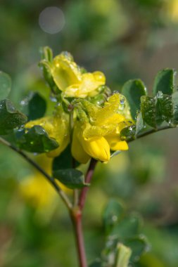 Çiçekler açan tatlı süpürge (genista stenopetala) çiçeklerini kapat