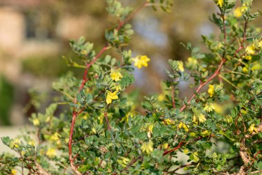 Çiçekler açan tatlı süpürge (genista stenopetala) çiçeklerini kapat
