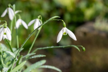Daha büyük bir kar damlasına (galanthus elwesii) yakın çekim