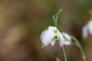 Franz Josef 'in daha büyük bir kar damlasına (galanthus elwesii) yakın çekim
