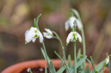 Franz Josef 'in daha büyük kar damlasına (galanthus elwesii) yaklaşın.
