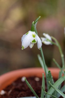 Franz Josef 'in daha büyük bir kar damlasına (galanthus elwesii) yakın çekim