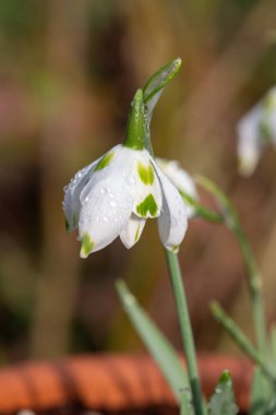 Franz Josef 'in daha büyük bir kar damlasına (galanthus elwesii) yakın çekim